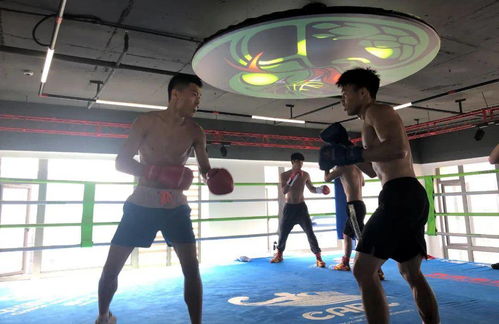 拳風再起,蓄力新征程——廣西拳擊隊進駐迪創曼巴中心開啟高強度集訓